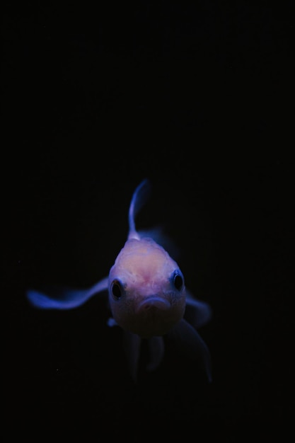 pesce bianco sfondo scuro