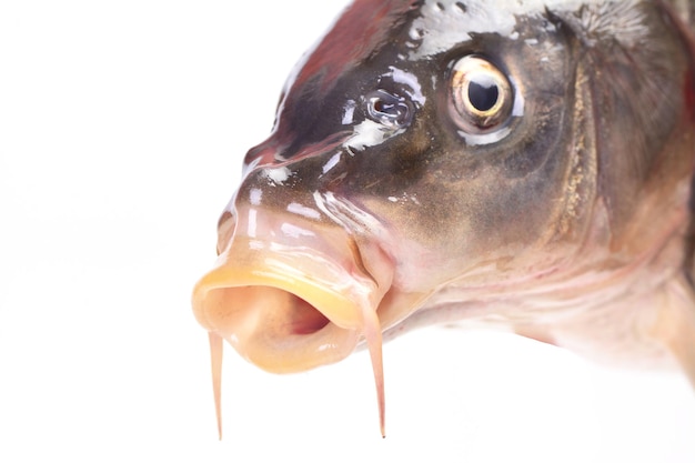 Pesce carpa isolato su sfondo bianco