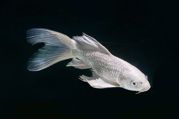 pesce carpa platino in armadietto nero sfondo acquario