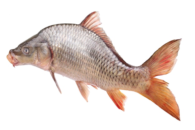 Pesce carpa su uno sfondo bianco isolato
