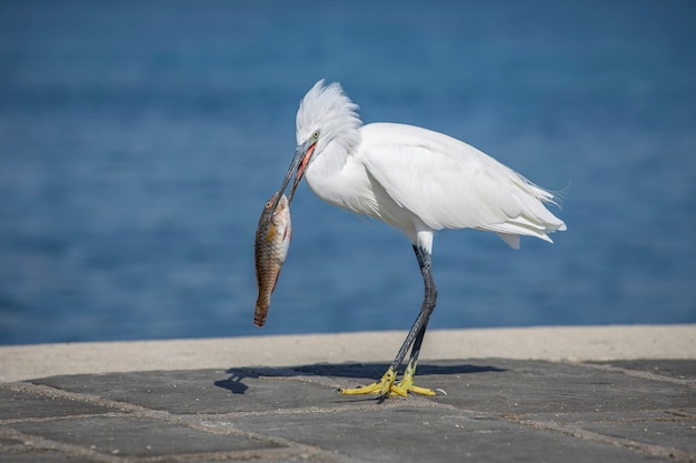 Pesce catturato dell'uccello nel porto