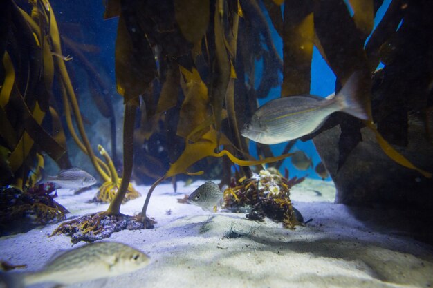 Pesce che nuota in una vasca con alghe