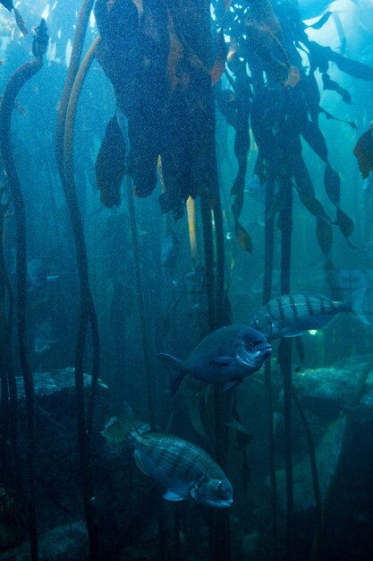 Pesce che nuota in una vasca più oscura con alghe