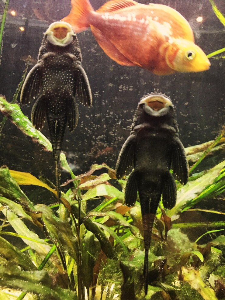 Foto pesce che nuota nel serbatoio