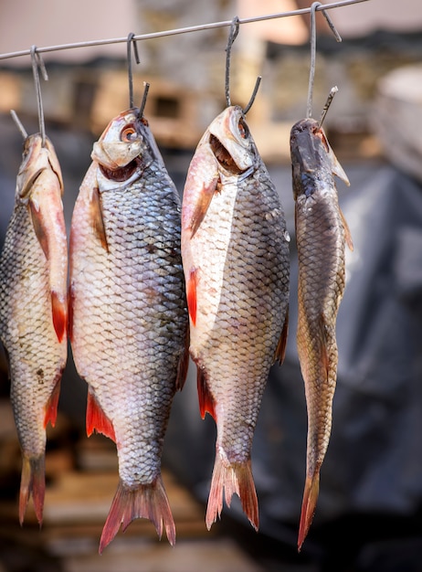 pesce che sbatte su scale appese a un gancio di ferro