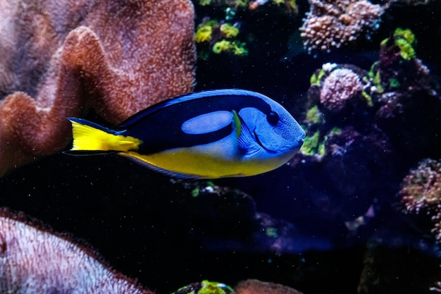 Pesce chirurgo blu reale - Paracanthurus hepatus vicino