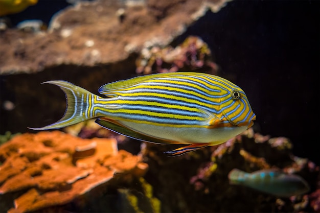 Pesce chirurgo foderato acanthurus lineatus pesce sott'acqua in mare