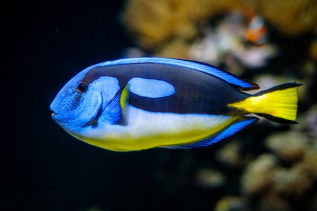 Pesce chirurgo palette pesce sottomarino in mare