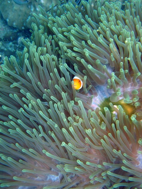 Pesce clown all'anemone verde in mare