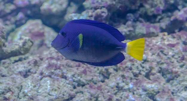 pesce codolo dalla coda gialla, (Zebrasoma xanthurum)