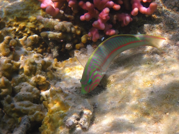 Pesce colorato