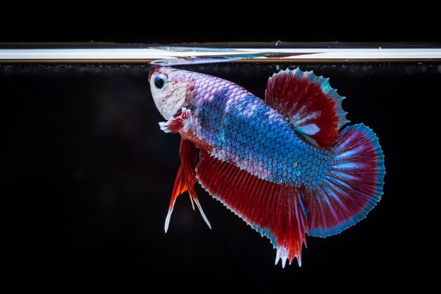 Pesce combattente (Betta splendens) Pesce con una bella