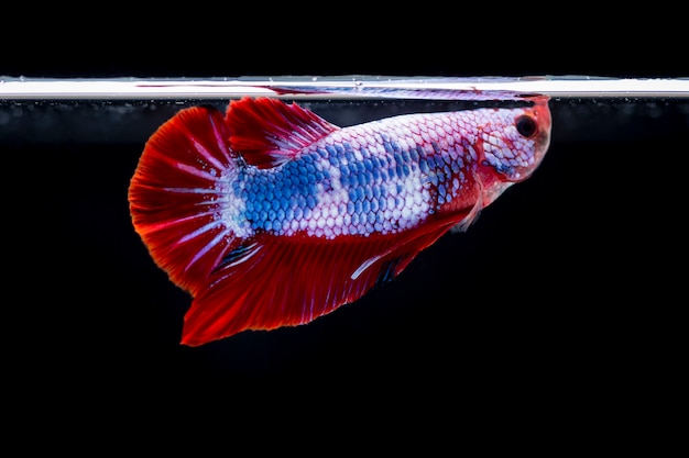 Pesce combattente (Betta splendens) Pesce con una bella