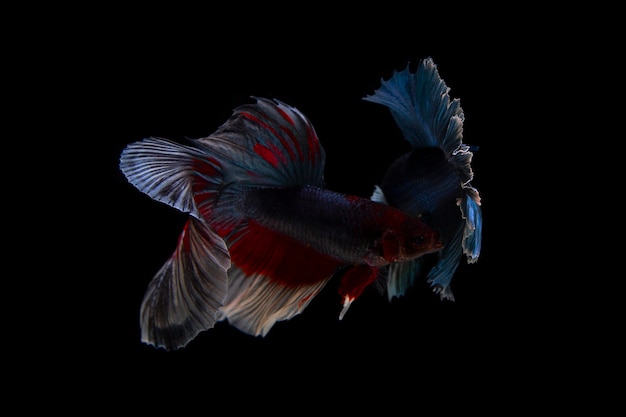 Pesce combattente siamese Beta Fish con sfondo nero