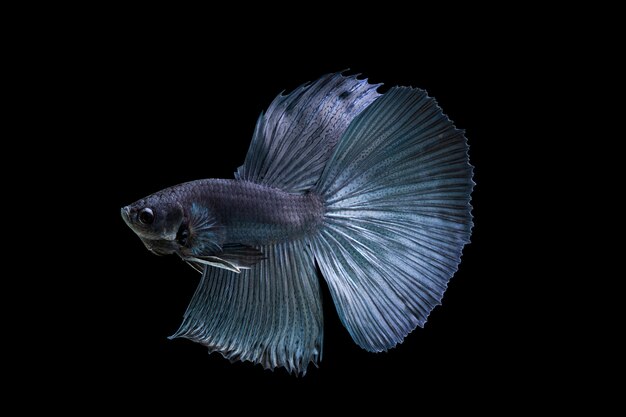 pesce combattente siamese, betta isolato su sfondo nero