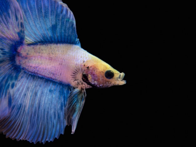 Pesce combattente siamese blu porpora del primo piano