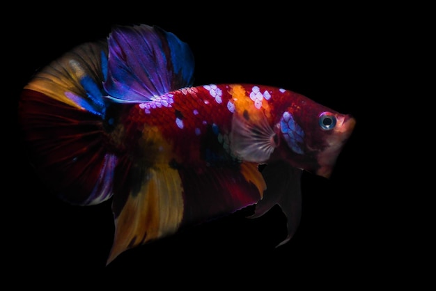 Pesce combattente siamese Nemo Galaxy isolato su sfondo nero