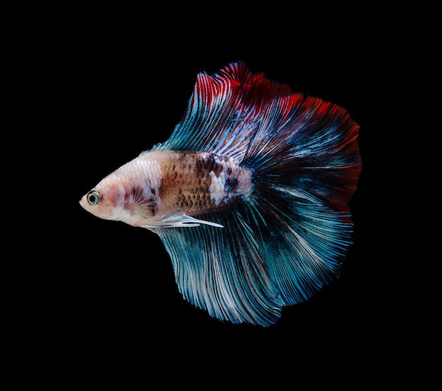 Pesce combattente siamese o pesce Betta splendens, popolare pesce d'acquario in Thailandia. Multicolore mezza luna coda betta combattimento movimento del pesce isolato su sfondo nero