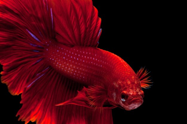 pesce combattente siamese rosso