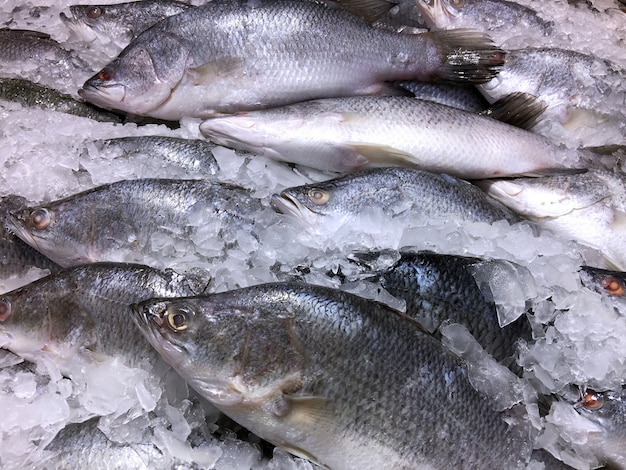 Pesce congelato in un mucchio di ghiaccio