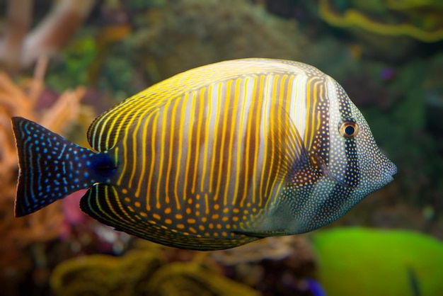 Pesce corallo tropicale