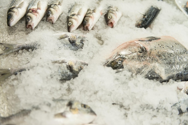 Pesce crudo dopo la pesca sul ghiaccio