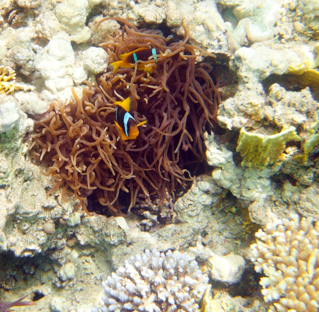 Pesce d'acqua salata topico, pesce pagliaccio (Amphiprion Ocellaris)