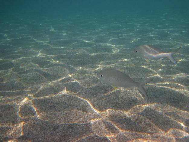 Pesce d'argento a terra