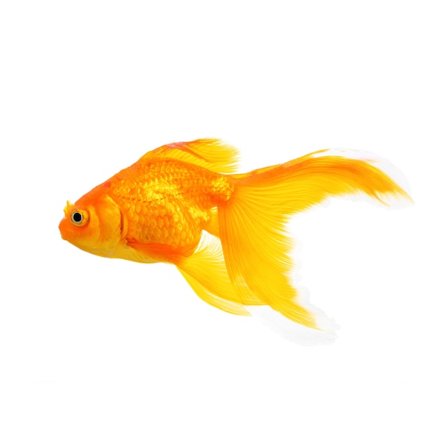 pesce d&#39;oro isolato su sfondo bianco