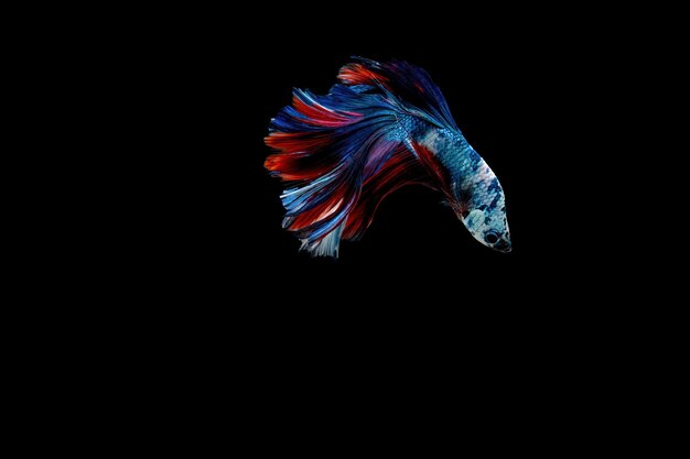 Pesce da combattimento siamese Pesce combattimento multicolore isolato su sfondo nero