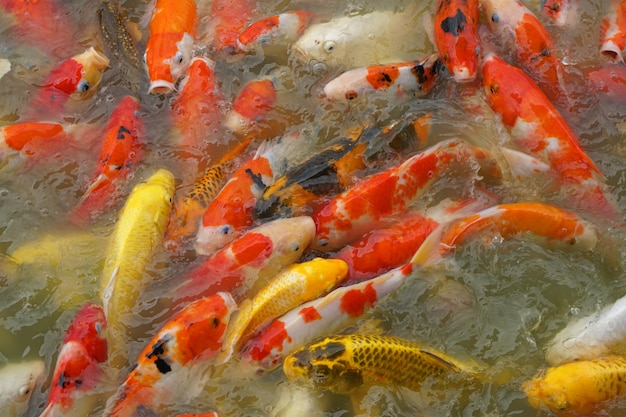 Pesce decorativo colorato galleggia in uno stagno artificiale vista dall'alto