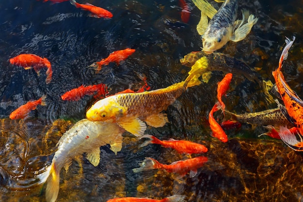 Pesce decorativo colorato galleggia in uno stagno artificiale vista dall'alto