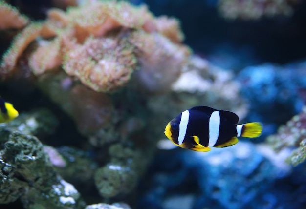 Pesce di Anemonefish (pesce pagliaccio) di Clarke