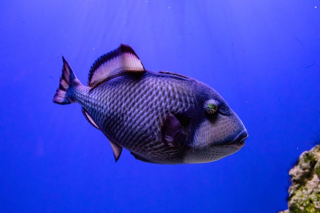 Pesce di Balistoides viridescens