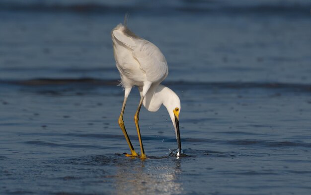 Pesce di caccia dell'airone bianco sulla sabbia della spiaggia