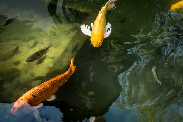 Pesce di carpa fantasia colorato o pesce Koi nello stagno.