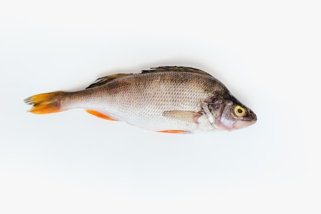 pesce di fiume su sfondo bianco pesce persico su sfondo bianco