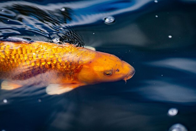 Pesce di laghetto carpa KOI dell'Asia cyprinus carpio