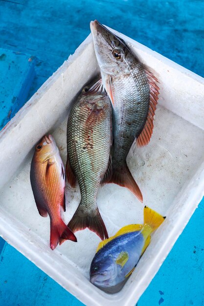 Pesce di mare in scatola di schiuma