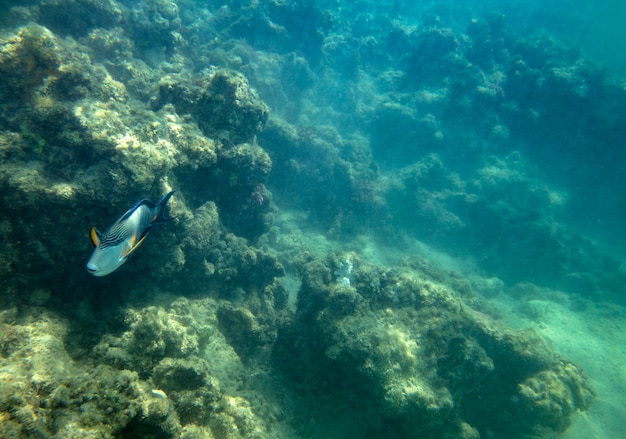 pesce di mare vicino a sfondo estivo subacqueo di corallo