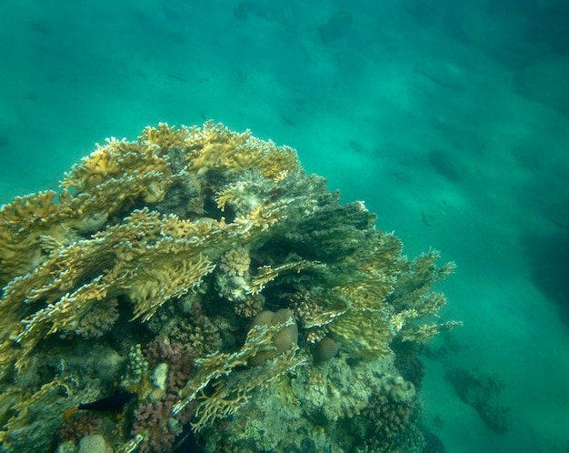 pesce di mare vicino a sfondo estivo subacqueo di corallo