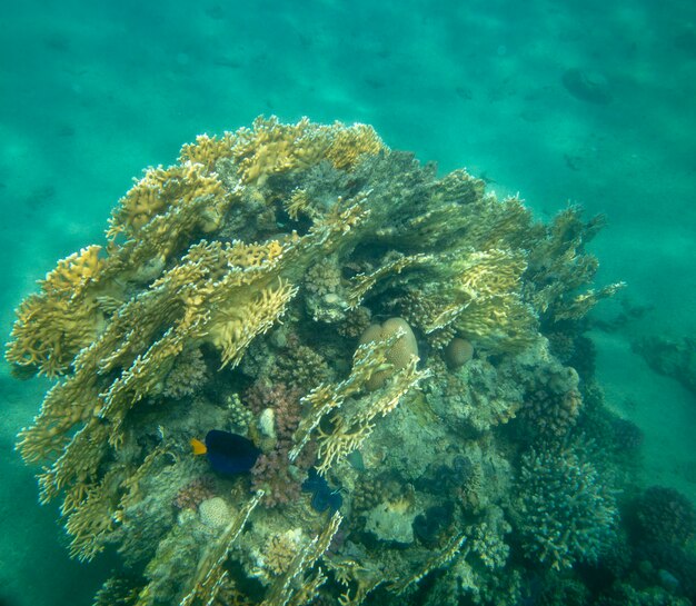 pesce di mare vicino al corallo, sfondo estivo sott'acqua