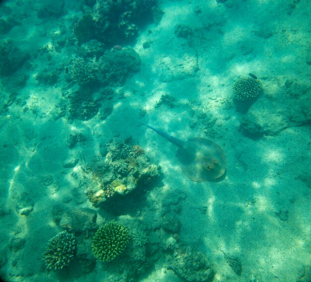 pesce di mare vicino al corallo, sfondo estivo sott'acqua