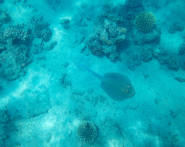 pesce di mare vicino al corallo, sfondo estivo sott'acqua