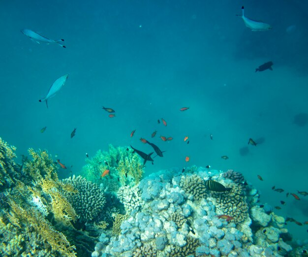 pesce di mare vicino al corallo sott'acqua