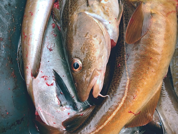 Pesce di merluzzo appena ucciso in scatola di plastica con drenaggio dell'acqua sanguinosa macello o macellazione di pesce