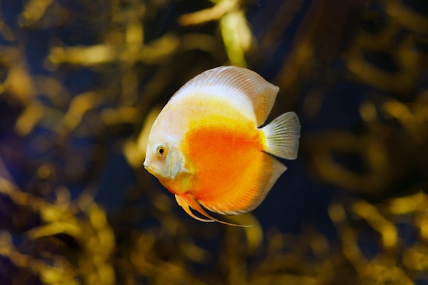 Pesce disco a scacchiera in primo piano del fiume amazon.