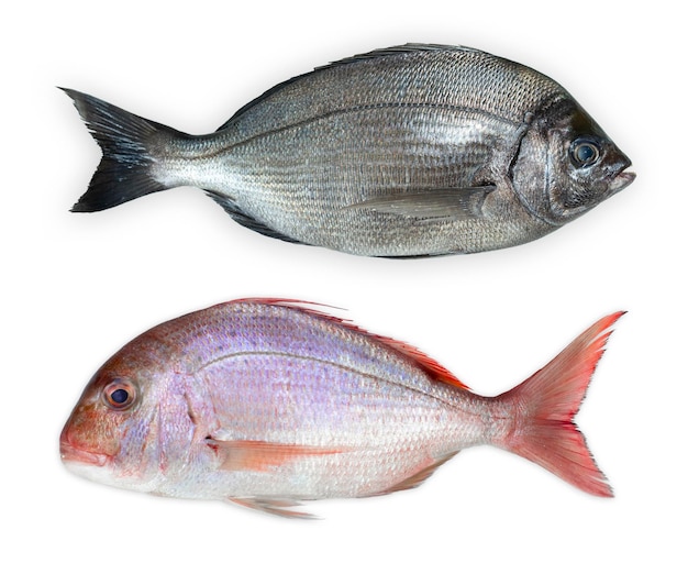 Pesce Dorada rosa isolato su sfondo bianco Vista dall'alto