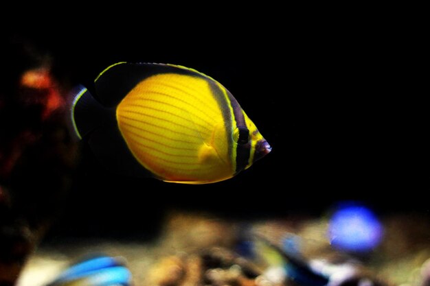 Pesce farfalla arabo - (Chaetodon melapterus)