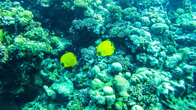 Pesce farfalla, Chaetodon semilarvatus. mangimi per pesci sulla barriera corallina.